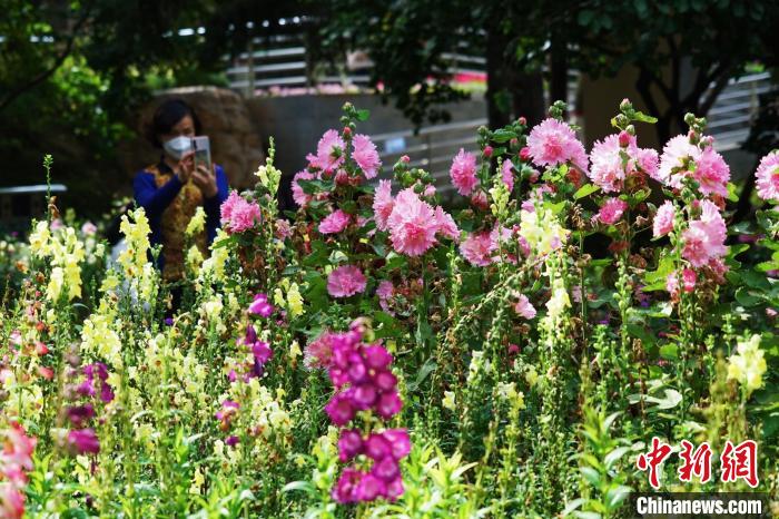 圖為市民在西寧園林植物園內(nèi)賞花拍照?！●R銘言 攝