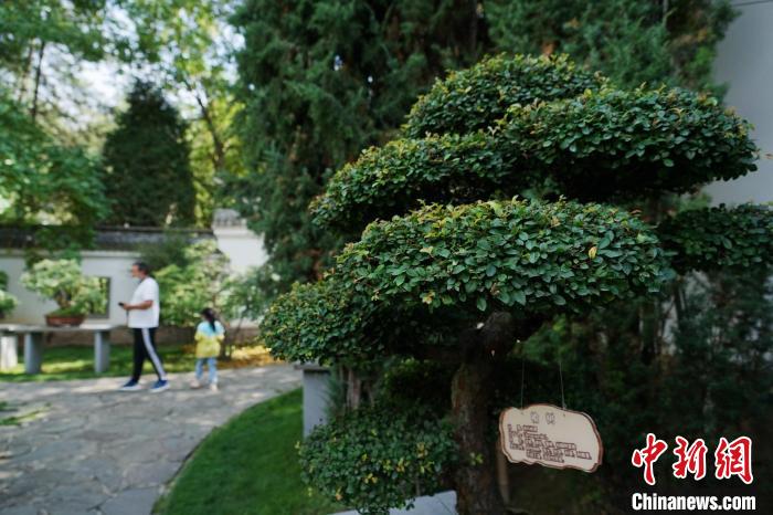 圖為在西寧園林植物園內(nèi)，造型奇特的盆景吸引市民?！●R銘言 攝