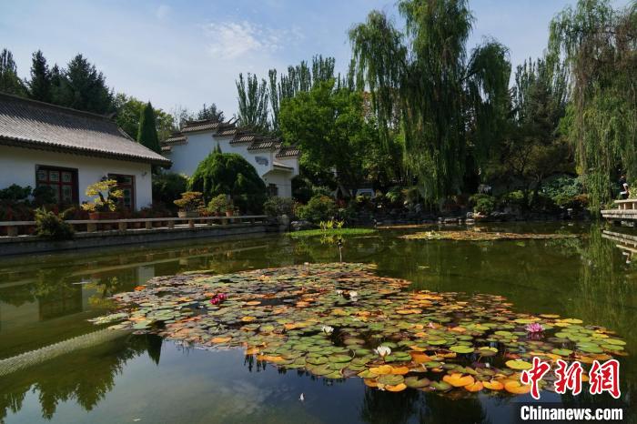 圖為西寧園林植物園秋日風(fēng)景別有韻味?！●R銘言 攝