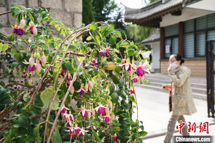 圖為市民在西寧園林植物園內(nèi)觀賞花卉?！●R銘言 攝