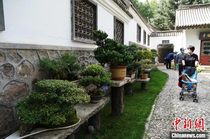 圖為市民在西寧園林植物園內(nèi)觀賞盆景?！●R銘言 攝