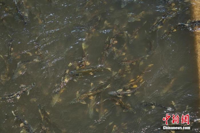 資料圖：圖為今年5月底到8月初，青海湟魚洄游產(chǎn)卵 馬銘言攝