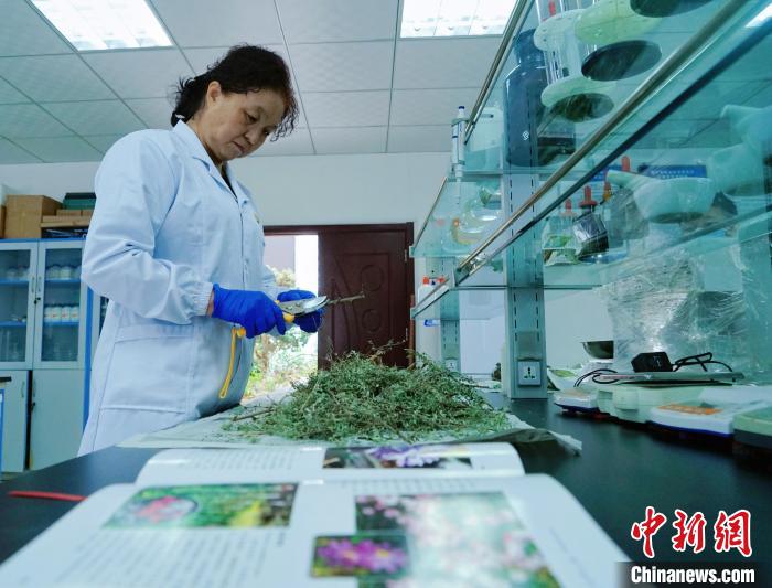 圖為張錦梅在實驗室工作。　馬銘言 攝