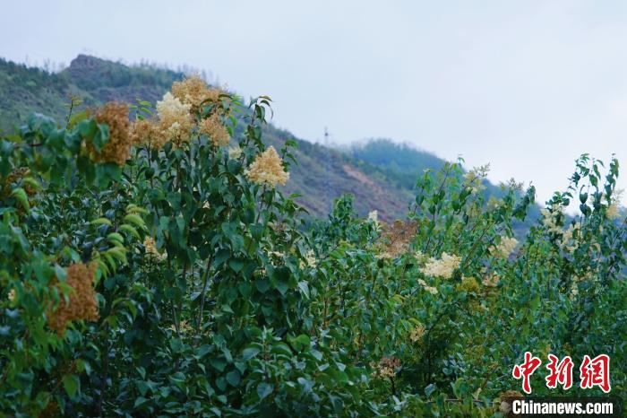 圖為西寧北山上的丁香樹?！●R銘言 攝