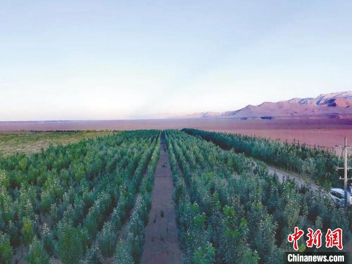 圖為格爾木境內種植的綠樹?！「駹柲救诿襟w中心供圖