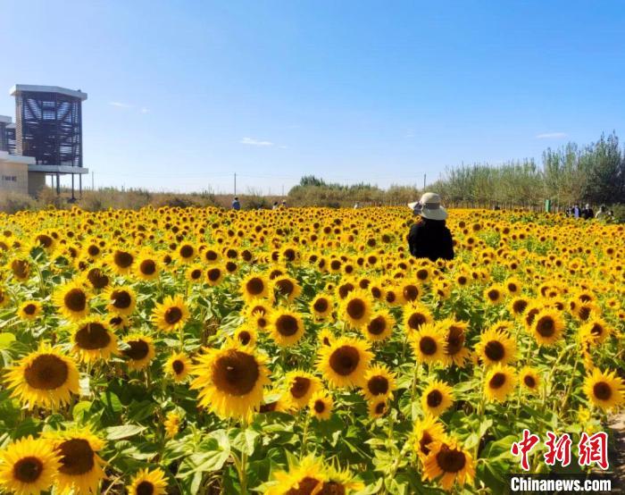 圖為格爾木境內的向日葵花海?！「駹柲救诿襟w中心供圖