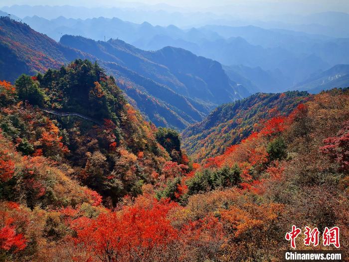 巴山大峽谷漫天紅葉。　張平 攝