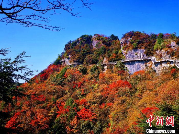 巴山大峽谷漫天紅葉?！埰?攝