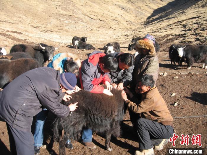 資料圖為研究團(tuán)隊(duì)在青南高原地區(qū)開展了牦牛寄生蟲病流行病學(xué)和防治技術(shù)研究?！?青海省畜牧獸醫(yī)科學(xué)院供圖