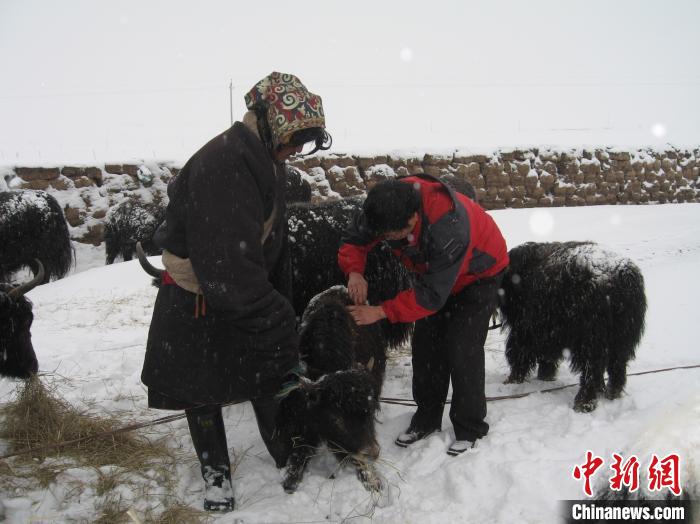 資料圖為研究團(tuán)隊(duì)在達(dá)日縣檢查牛背部皮蠅幼蟲感染情況?！?青海省畜牧獸醫(yī)科學(xué)院供圖