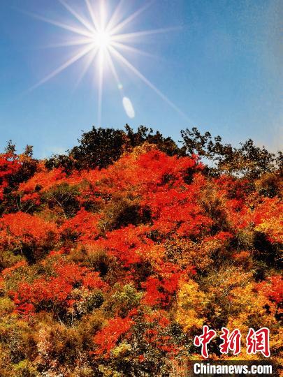 萬源市紅葉似火?！≈炱桨?攝