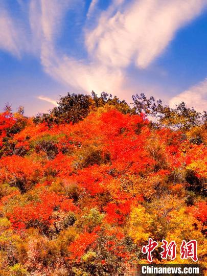 萬源深秋紅葉似火?！≈炱桨?　攝