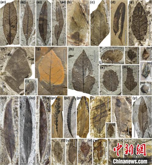 中始新世熱魯化石植物群(4500萬–4000萬年前)?！≈锌圃呵嗖馗咴?供圖