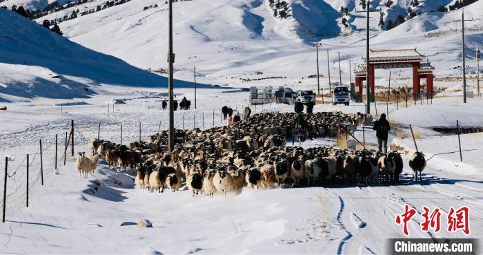 圖為村民在雪地上放牧?！《继m縣融媒體中心供圖