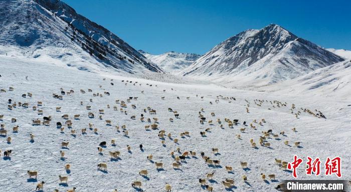 圖為羊群在雪地里覓食?！《继m縣融媒體中心供圖