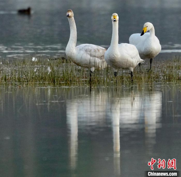 圖為三只大天鵝?！±钣穹?攝