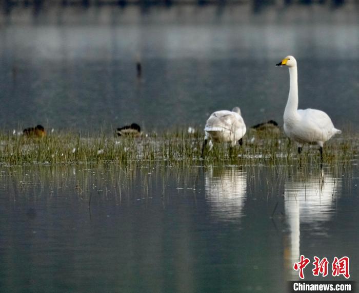 圖為一只大天鵝四處張望。　李玉峰 攝