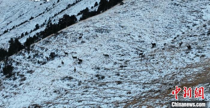 圖為巖羊和馬鹿集體在雪地里休憩?！《继m縣融媒體中心 供圖