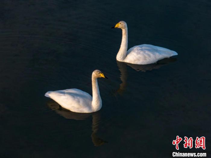 圖為兩只天鵝在湖中游蕩?！『螁⒔?攝