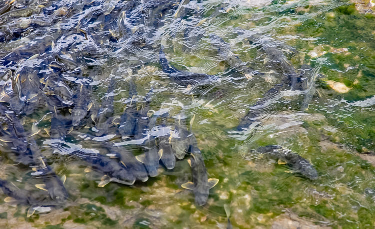 青海湖裸鯉（湟魚）洄游。周元峰攝