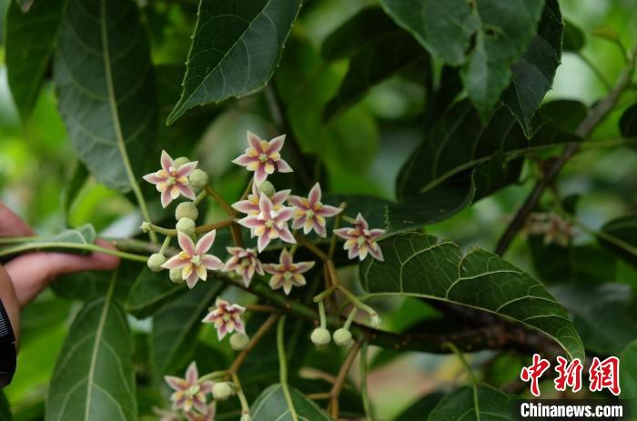 圖為古林箐近地保護的滇桐首次開花?！±顕?攝