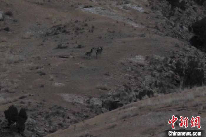 圖為兩只馬鹿在山坡上行走?！〔湃?攝