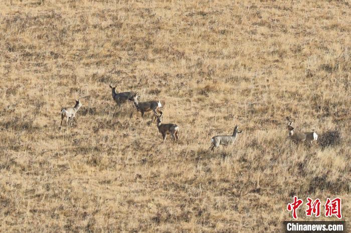 圖為狍鹿在山坡上覓食嬉戲?！〔彭椖霞?攝