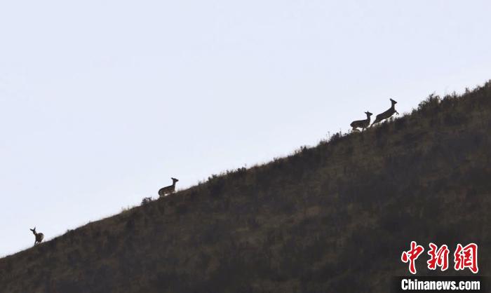 圖為狍鹿在山坡上漫步。　才項南加 攝