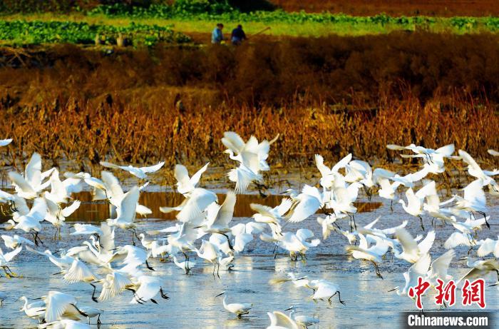 成都白鷺灣濕地公園?！“討?攝