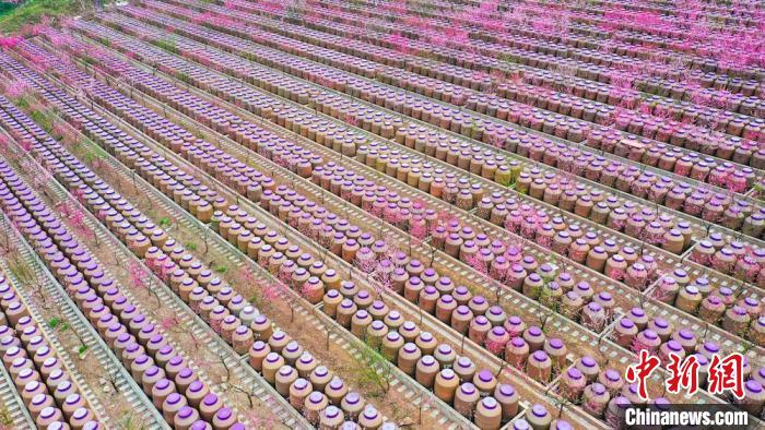 灼灼桃花惹人醉?！㈡?攝