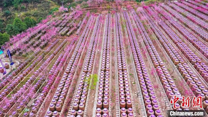 灼灼桃花惹人醉。　劉媛 攝