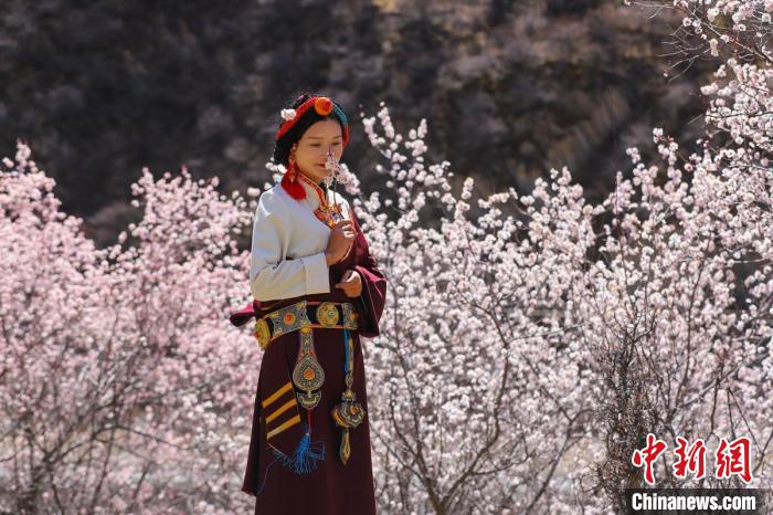 白玉縣河坡鎮(zhèn)桃花林間身穿民族服飾的藏族女孩。　白玉融媒 攝