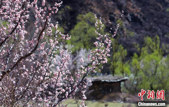白玉縣河谷間盛開的桃花?！“子袢诿?攝