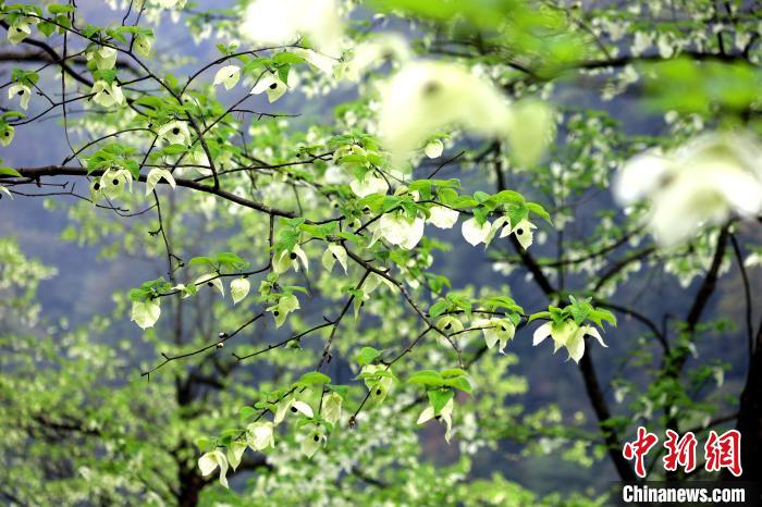 珙桐在春末夏初之際開花，花期較短?！螚?攝