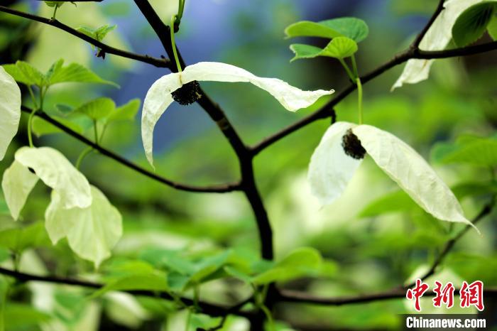 兩片潔白的花瓣隨風(fēng)搖曳就像飛翔的白鴿?！螚?攝