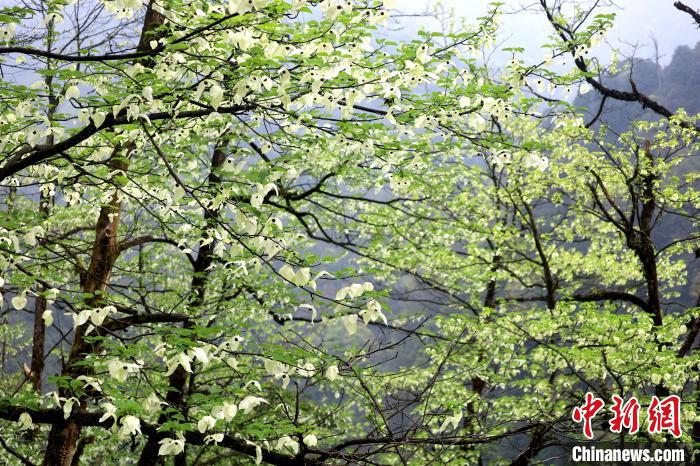 珙桐是1000萬年前新生代第三紀(jì)留下的孑遺植物，中國特有的樹種，是國家一級(jí)瀕危保護(hù)野生植物?！螚?攝