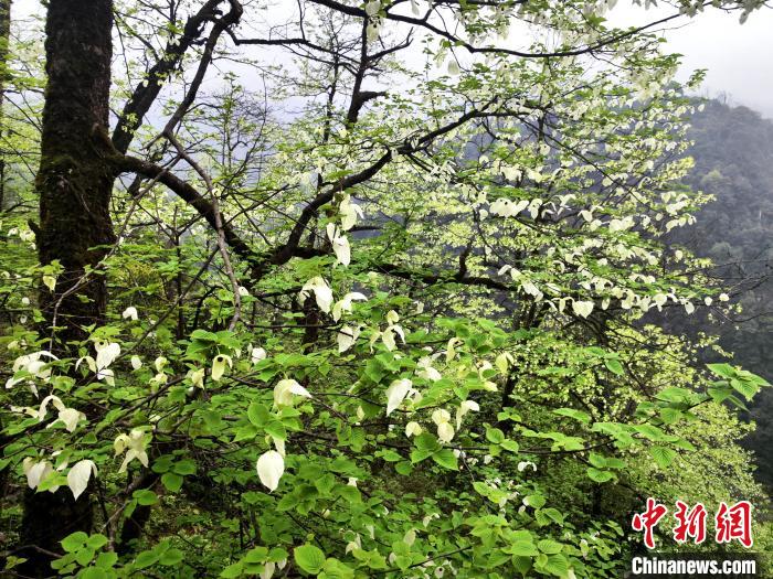 山谷兩側(cè)高大繁茂的珙桐樹。　呂楊 攝