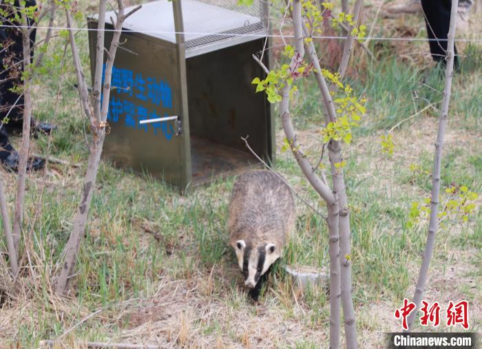 圖為西寧野生動物園救護(hù)的狗獾在西寧市放歸大自然?！●R銘言 攝