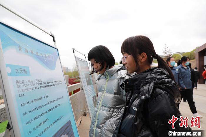 圖為學(xué)生通過展板了解青海常見鳥類?！●R銘言 攝