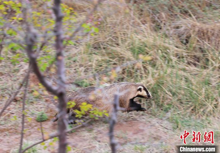 圖為西寧野生動物園救護(hù)的狗獾在西寧市放歸大自然?！●R銘言 攝