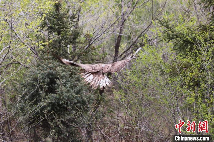 圖為西寧野生動物園救護(hù)的大鵟在西寧市放歸大自然?！●R銘言 攝