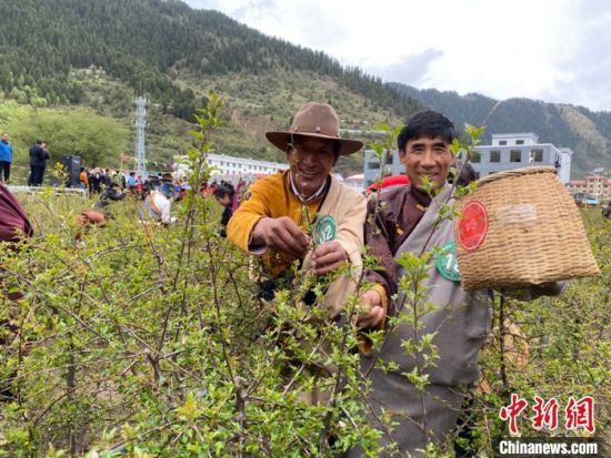圖為當(dāng)?shù)剞r(nóng)牧民進(jìn)行藏雪茶采摘比賽?！⊥鮿x 攝