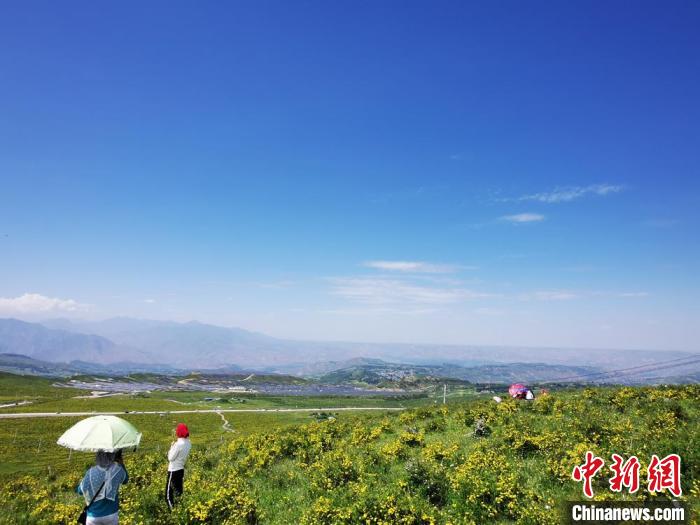 2020年07月07日拍攝于臨夏州積石山縣境內，生態(tài)環(huán)境逐漸恢復，小黃花開遍山間。(資料圖) 殷春永 攝