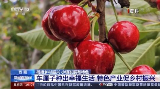 種蘑菇、養(yǎng)駱駝...。。特色產(chǎn)業(yè)助力鄉(xiāng)村振興走新路