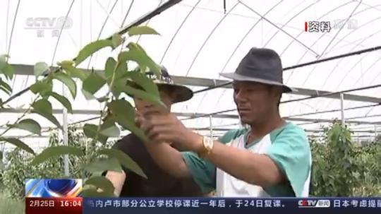 種蘑菇、養(yǎng)駱駝...。。特色產(chǎn)業(yè)助力鄉(xiāng)村振興走新路