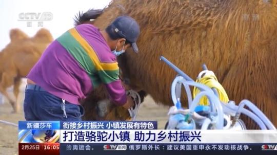 種蘑菇、養(yǎng)駱駝...。。特色產(chǎn)業(yè)助力鄉(xiāng)村振興走新路