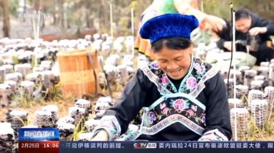 種蘑菇、養(yǎng)駱駝...。。特色產(chǎn)業(yè)助力鄉(xiāng)村振興走新路