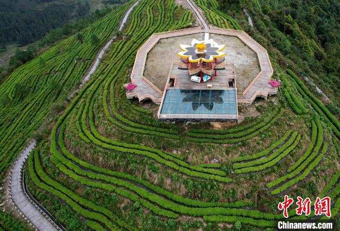 圖為西藏林芝市墨脫縣背崩鄉(xiāng)格林村山頂?shù)木坝^茶園。(無人機照片) 李林 攝