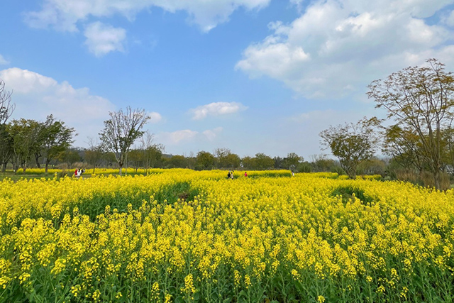 每到油菜花季，就有市民相約到重慶廣陽(yáng)島上踏青賞花。鄒樂攝