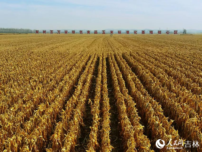 吉林黑土地上糧滿倉（資料圖片）。人民網(wǎng)記者 王海躍攝